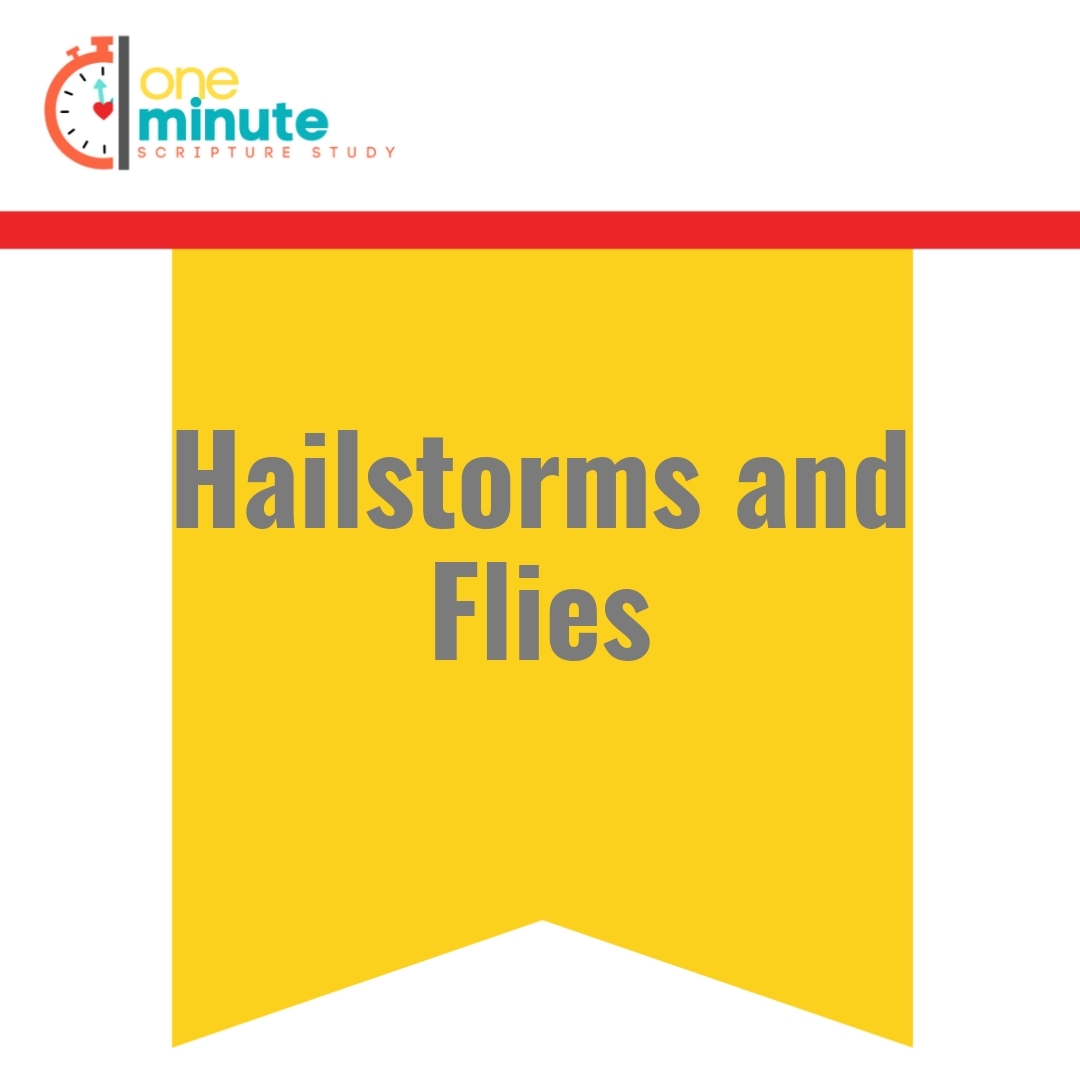 Read more about the article Hailstorms and Flies