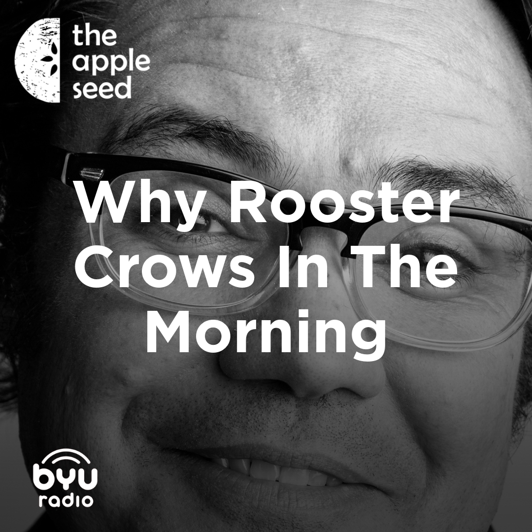 Read more about the article Why Rooster Crows In The Morning