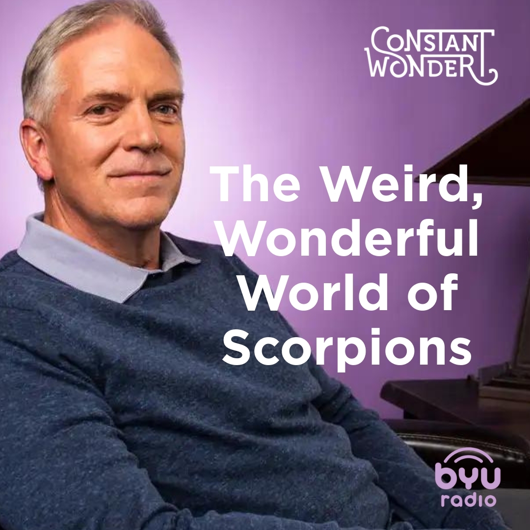 Read more about the article The Weird, Wonderful World of Scorpions
