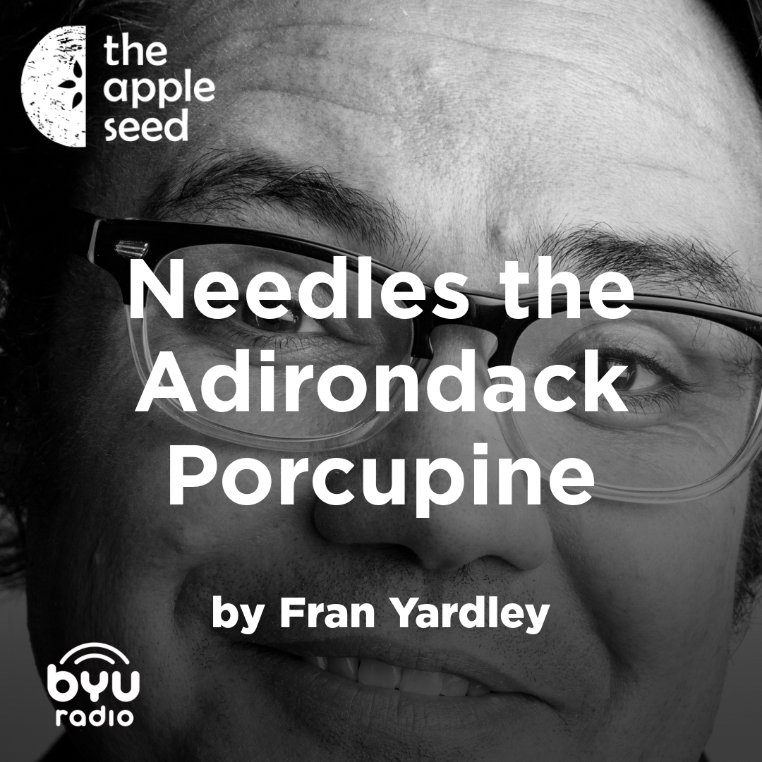 Read more about the article Needles the Adirondack Porcupine