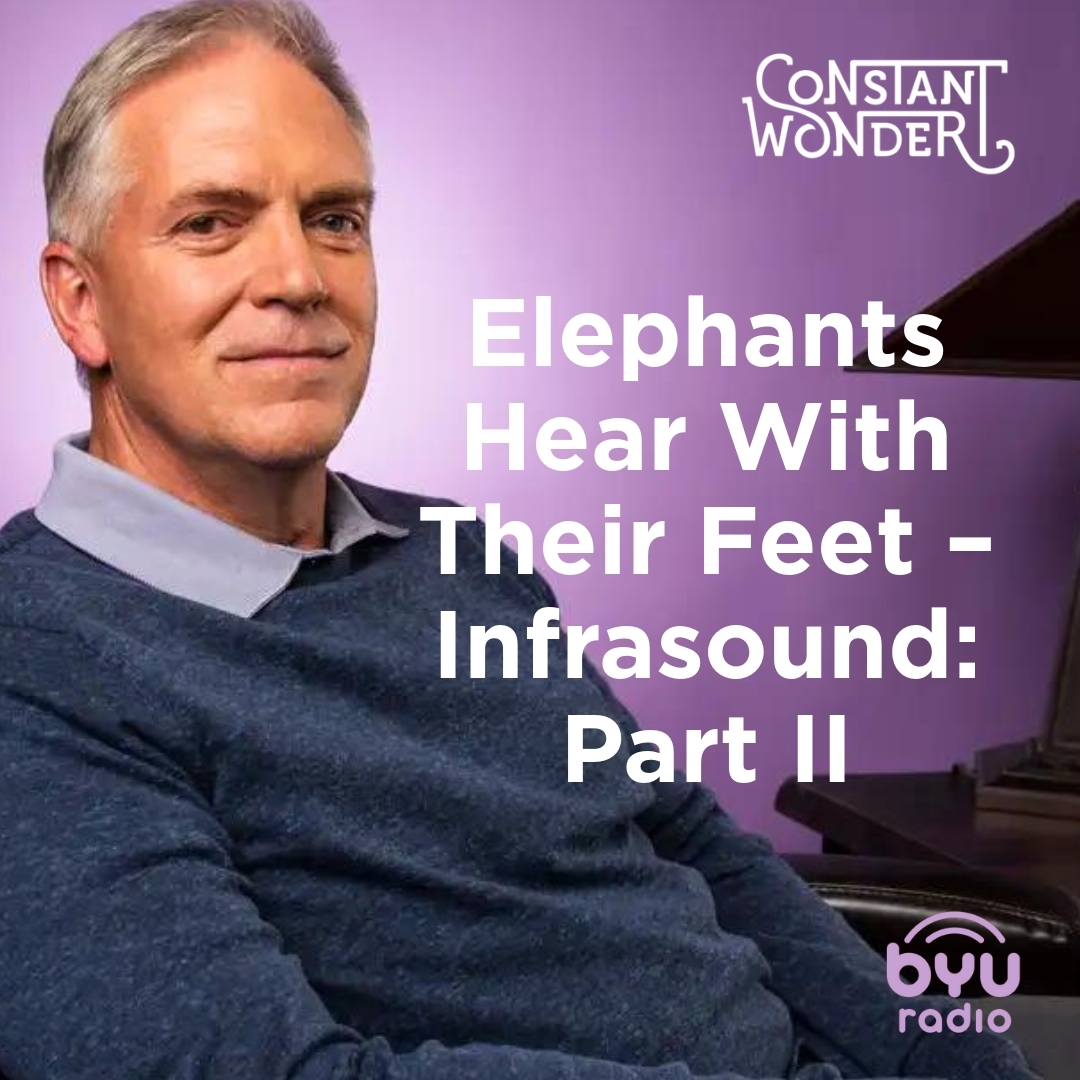 Read more about the article Elephants Hear With Their Feet – Infrasound: Part II