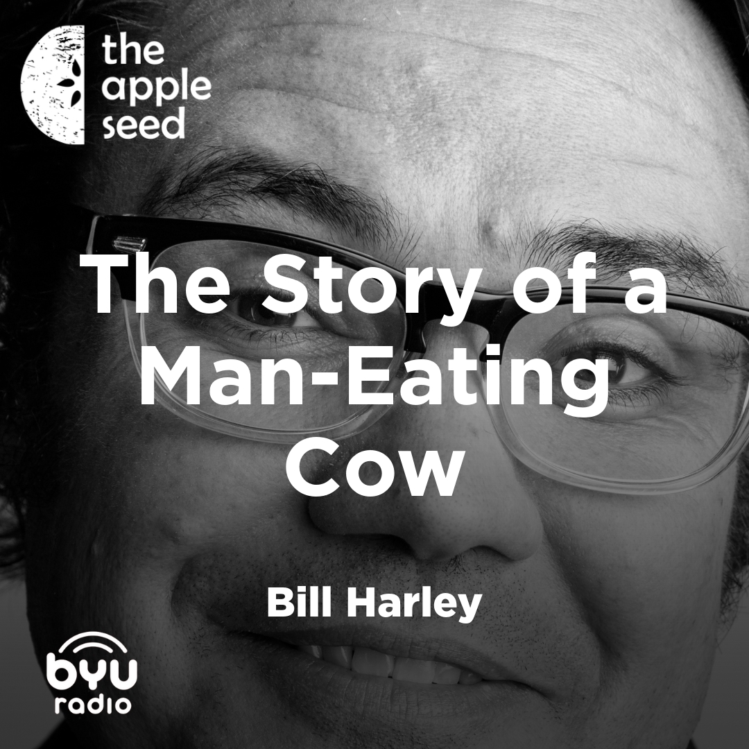 Read more about the article The Story of a Man-Eating Cow