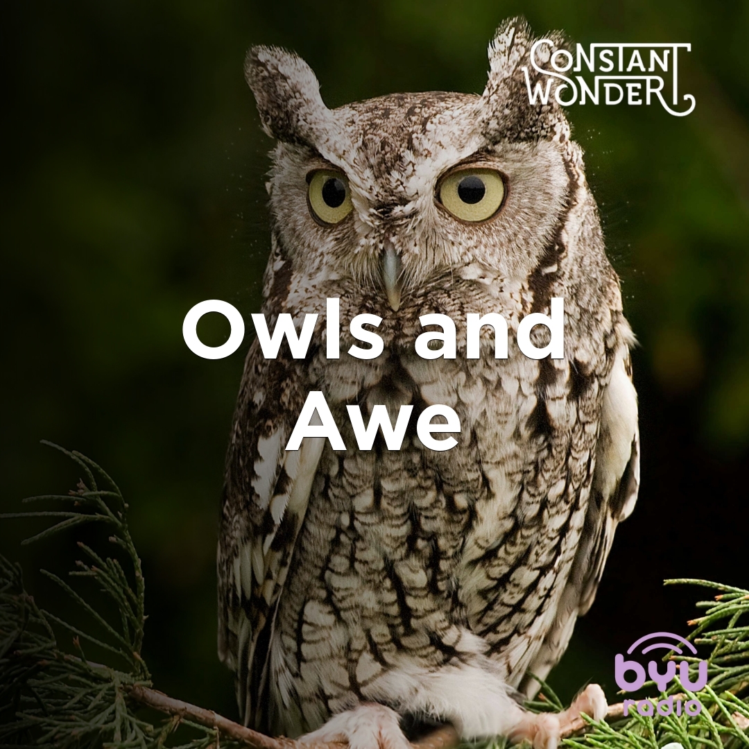Read more about the article Owls and Awe