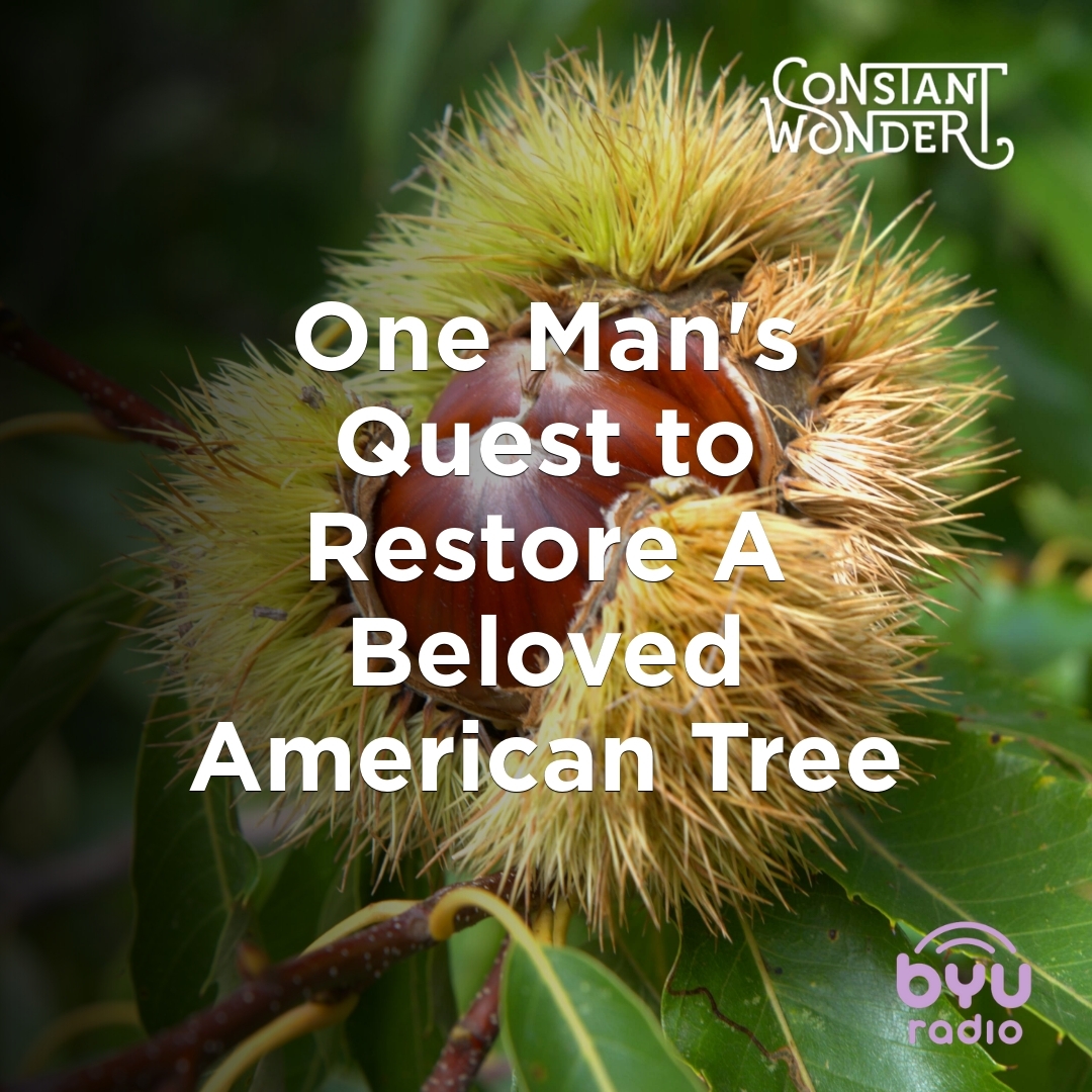 Read more about the article One Man’s Quest to Restore A Beloved American Tree