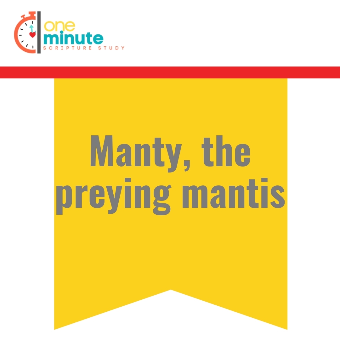 Read more about the article Manty, the preying mantis