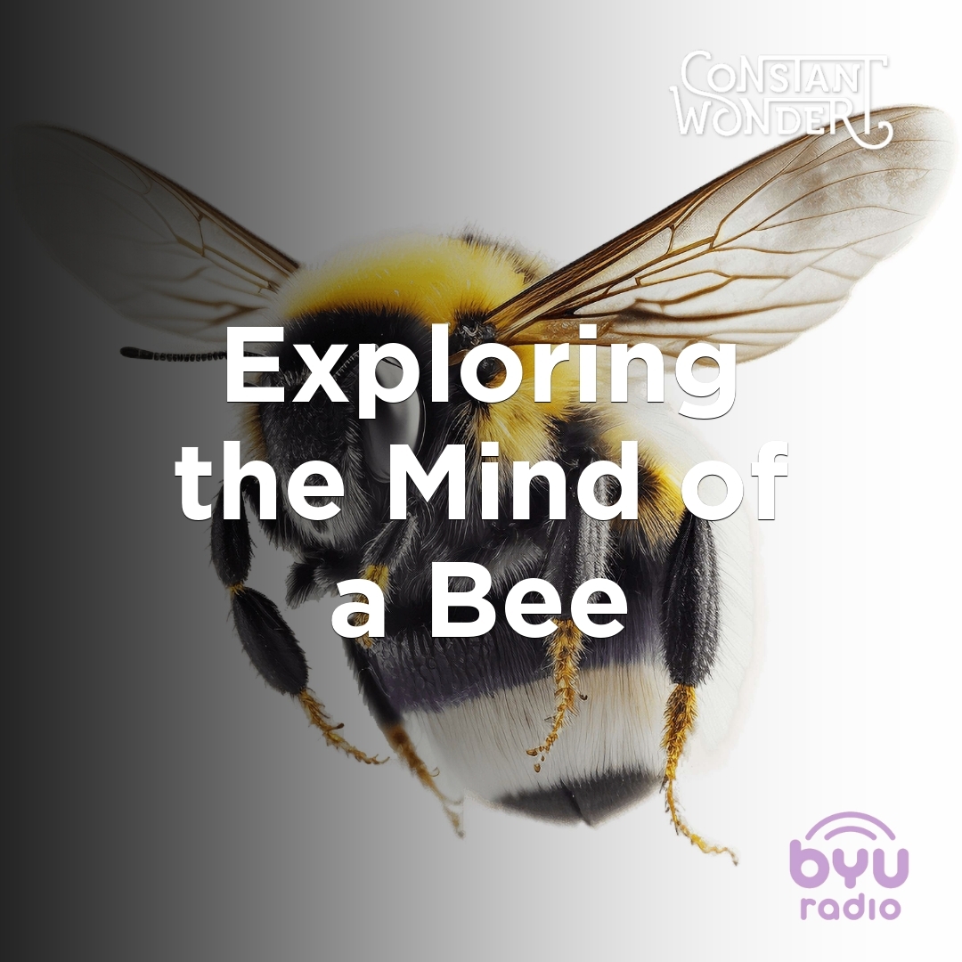 Read more about the article Exploring the Mind of a Bee