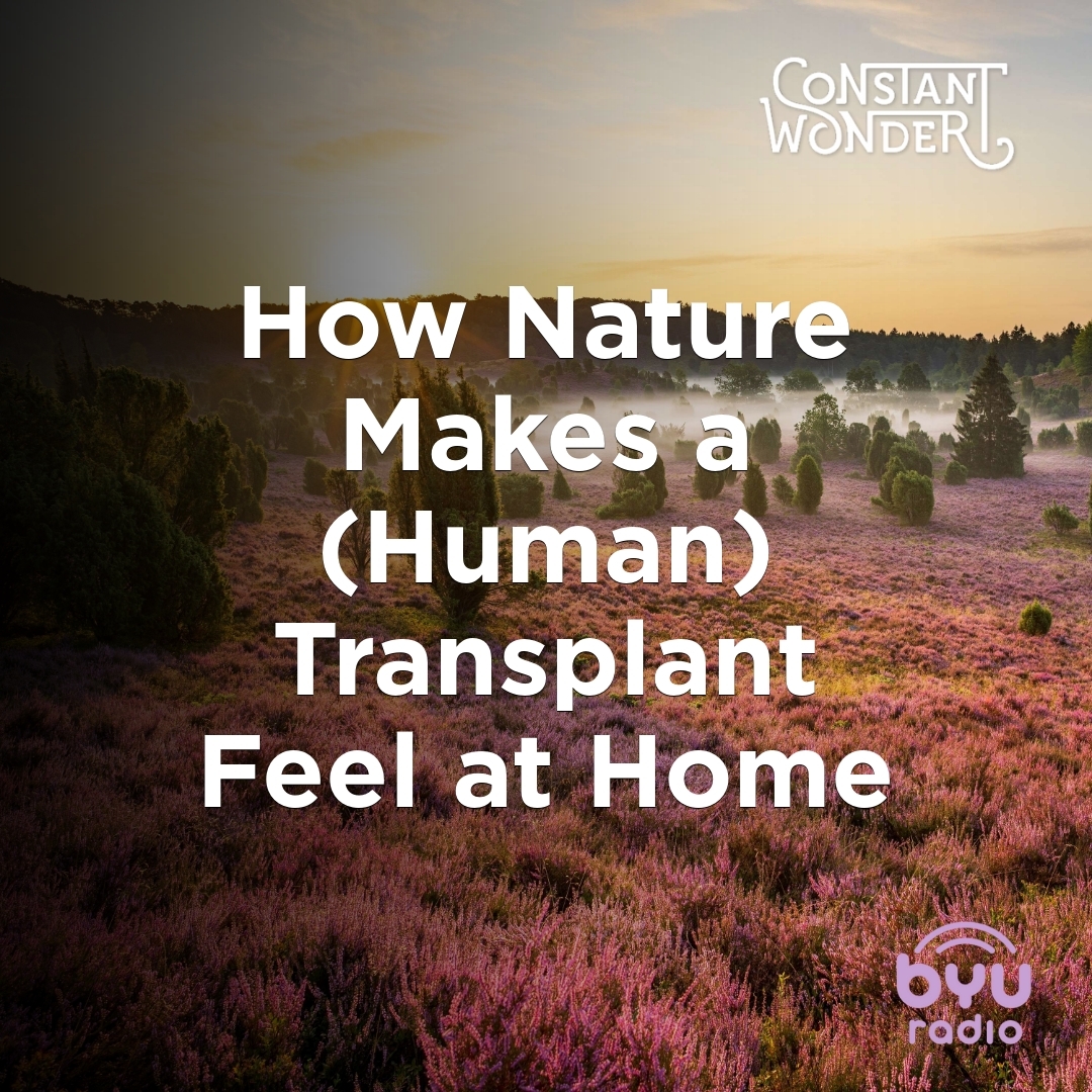 Read more about the article How Nature Makes a (Human) Transplant Feel at Home