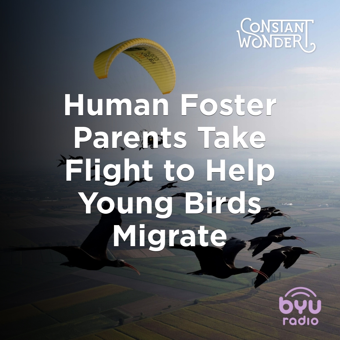 Read more about the article Human Foster Parents Take Flight to Help Young Birds Migrate